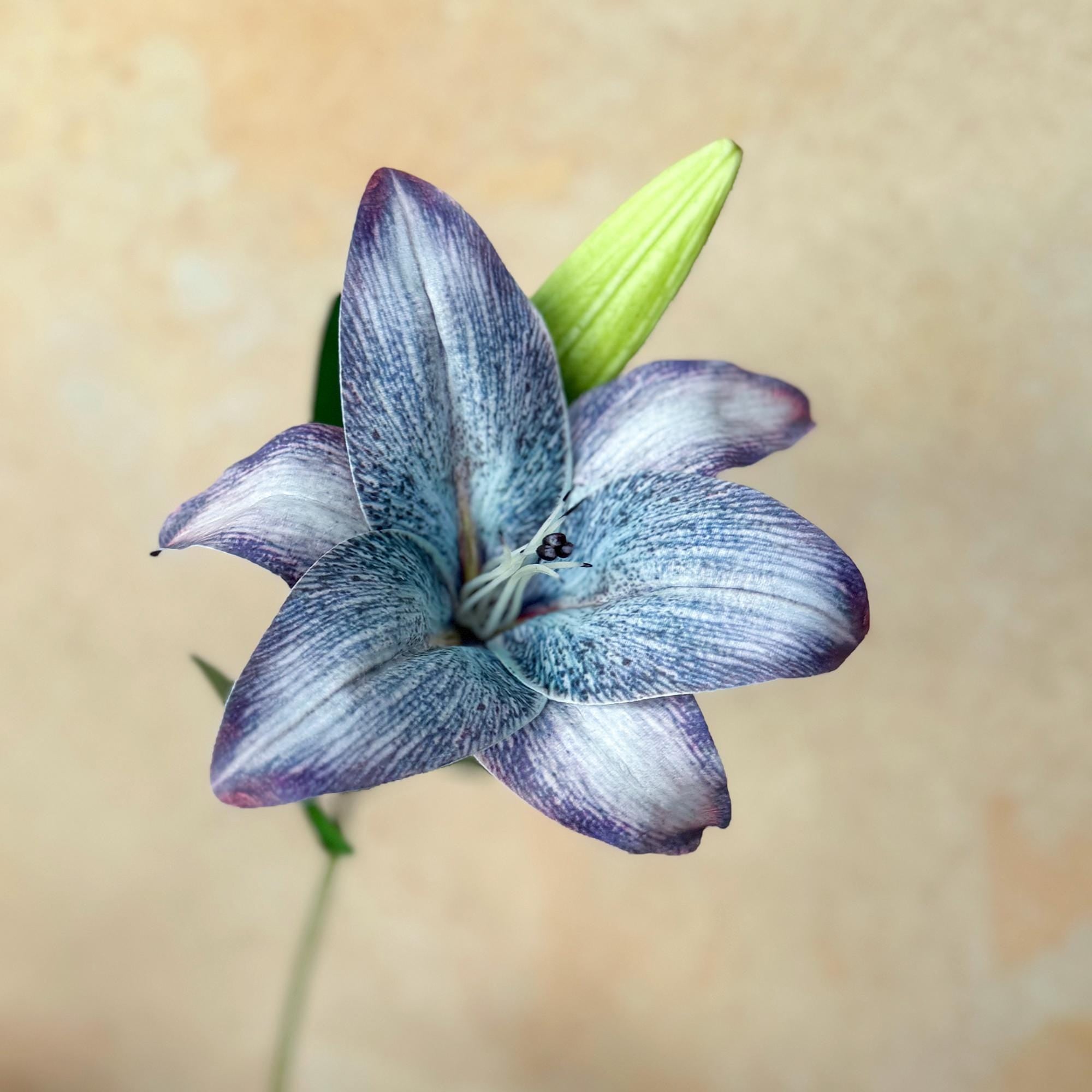 Cottagecore 3D Printed Lily Stem – Customizable Faux Floral Stem for Bridal Bouquet, Wildflower Bouquet, Rustic Home Decor, Color Palette